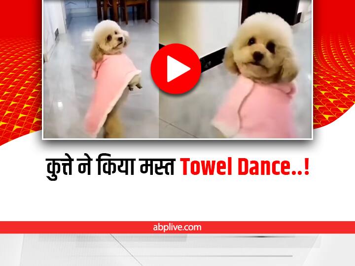 cute little dog dancing on his back legs wearing towel viral video on social media Funny Dance Video: कुत्ते ने किया जबरदस्त टॉवेल डांस, ये नहीं देखा तो कुछ नहीं देखा