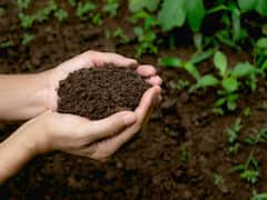 Organic Fertilizer: महज 18 दिन में किसानों की जिंदगी बदल देगी ये वाली खाद, आप भी जानें इसे बनाने का तरीका