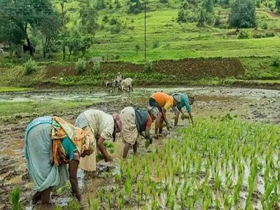 48% decline in claims of crop insurance scheme, know what is the reason