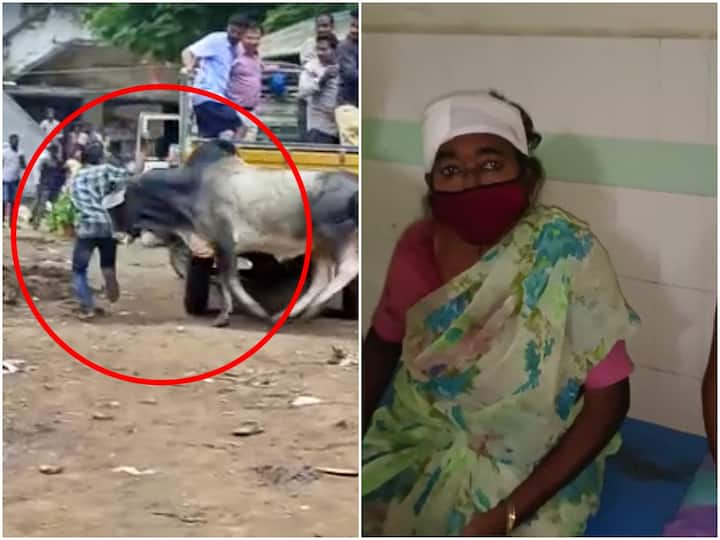 Kakinada district tuni market yard bull attacked people 10 injured Kakinada News :  తుని మార్కెట్ యార్డులో ఎద్దు బీభత్సం, 10 మందికి గాయాలు