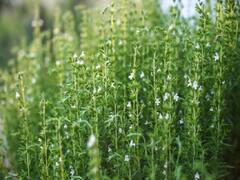 Herbal Farming: बाजार में बढ़ रही है औरिगैनो की मांग, इस तरीके से खेती करके मालामाल होंगे किसान