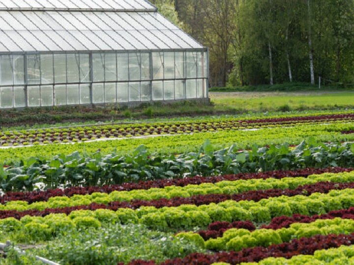 Farming Technique: एक ही खेत से निकलेंगे फल, सब्जी और अनाज, ये हैं डबल कमाई वाले खेती के खास तरीके