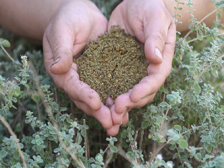 Herbal Farming: बाजार में बढ़ रही है औरिगैनो की मांग, इस तरीके से खेती करके मालामाल होंगे किसान