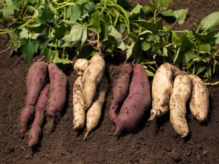 Sweet Potato Farming: सर्दियों तक मोटा मुनाफा कमाने के लिये शुरु कर दें शकरकंद की खेती, इन बातों का रखें खास ध्यान