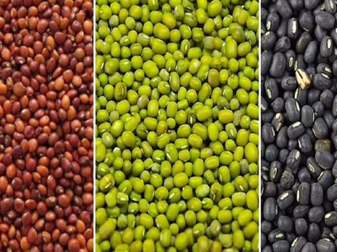 Chhattisgarh government big decision, purchase of procure pulses at MSP procure pulses at MSP : छत्तीसगड सरकारचा मोठा निर्णय, उडीद, तूर आणि मुगाची MSP ने होणार खरेदी
