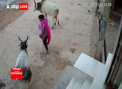 Watch : રસ્તા પર જઈ રહેલા મહિલાને સિંગડે ભેરવી નીચે પછાડ્યા, વીડિયો વાયરલ