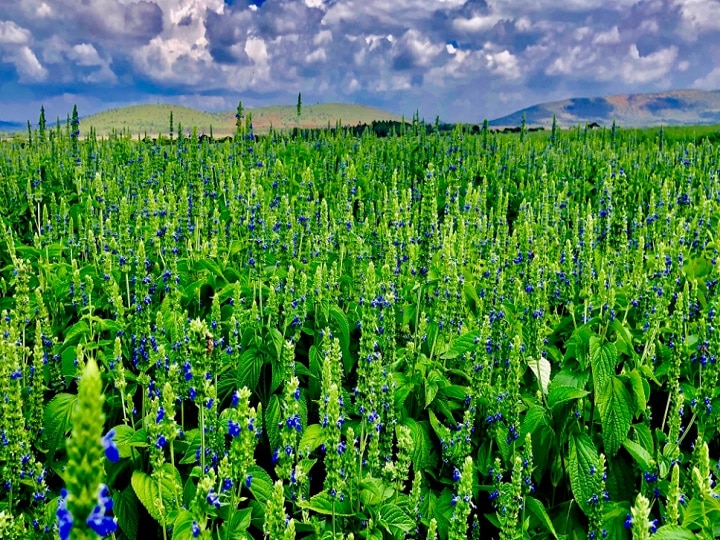 Chia Seed Cultivation: सिर्फ 3 महीने में 6 लाख रुपये की कमाई, जानें विदेशी सुपर फूड की खेती से मालामाल होने का तरीका