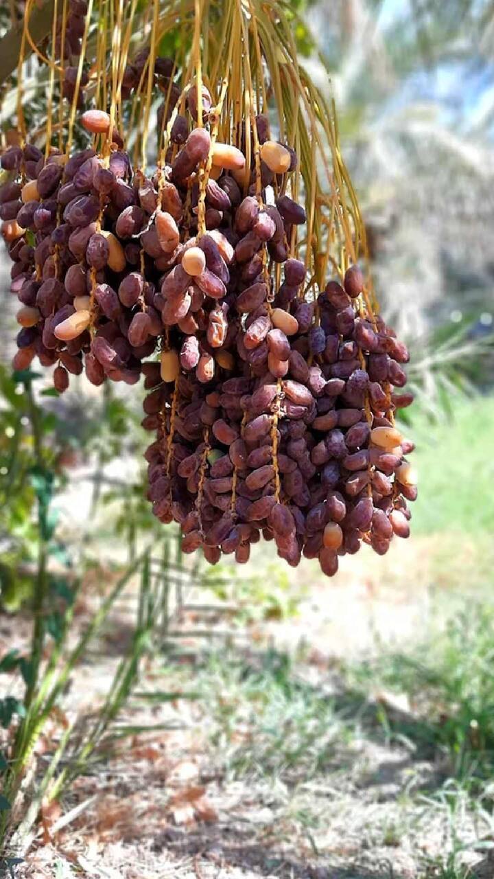 टीप : वरील सर्व बाबी एबीपी माझा केवळ माहिती म्हणून वाचक-प्रेक्षकांपर्यंत पोहोचवत आहे. यातून एबीपी माझा कोणताही दावा करत नाही. त्यामुळे कोणतेही उपचार, डाएट आणि औषधं तज्ज्ञांच्या सल्ल्यानं घ्यावीत.