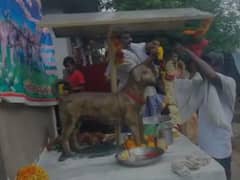 Dog Lovers : ఇదో కృష్ణా జిల్లా 