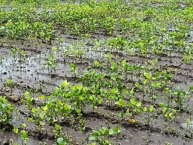 Major damage to Kharif crops in Nanded district due to heavy rains  Nanded Rain : नांदेड जिल्ह्यात अतिवृष्टीनं खरिपातील पिकं मातीमोल, प्रशासनाकडून ना पंचनामे ना मदत, शेतकरी चिंतेत