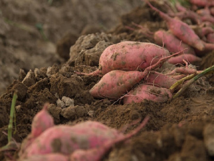 Sweet Potato Farming: सर्दियों तक मोटा मुनाफा कमाने के लिये शुरु कर दें शकरकंद की खेती, इन बातों का रखें खास ध्यान