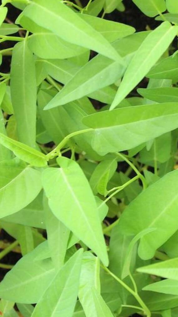 কলমি শাক খাওয়া উপকারী নাকি ক্ষতিকর?