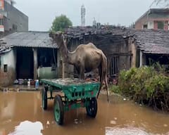 Gujarat Rains: ઉત્તર ગુજરાતમાં જામ્યો વરસાદી માહોલ, ધોધમાર વરસાદથી આ શહેરમાં ઘરોમાં ઘૂસી ગયું પાણી