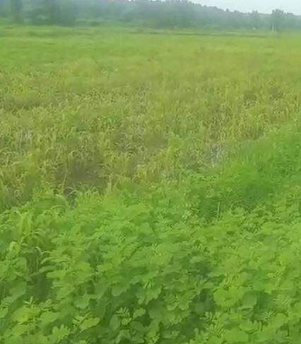 पावसाचा जोर वाढल्यानं वाहतुकीवर परिणाम