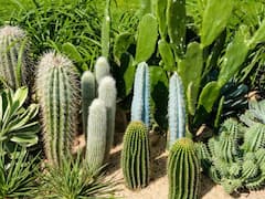 Vastu Tips : घरात सुख, समृद्धी, शांती हवीय? मग चुकूनही 'ही' झाडे लावू नका