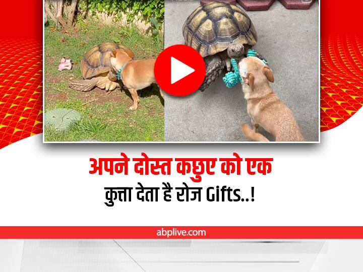 dog always give some gift to its friend turtle cute friendship video viral on social media Watch: ये कुत्ता है कछुए का सबसे अच्छा मित्र, उसके लिए रोज लाता है एक गिफ्ट, आप भी देखिए