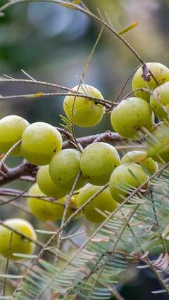 Health Tips : मधुमेहाच्या रूग्णांसाठी आवळा आहे वरदान; जाणून घ्या आश्चर्यकारक फायदे