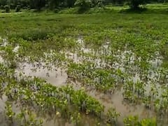 नांदेड जिल्ह्यात पुन्हा पावसाचा जोर वाढला