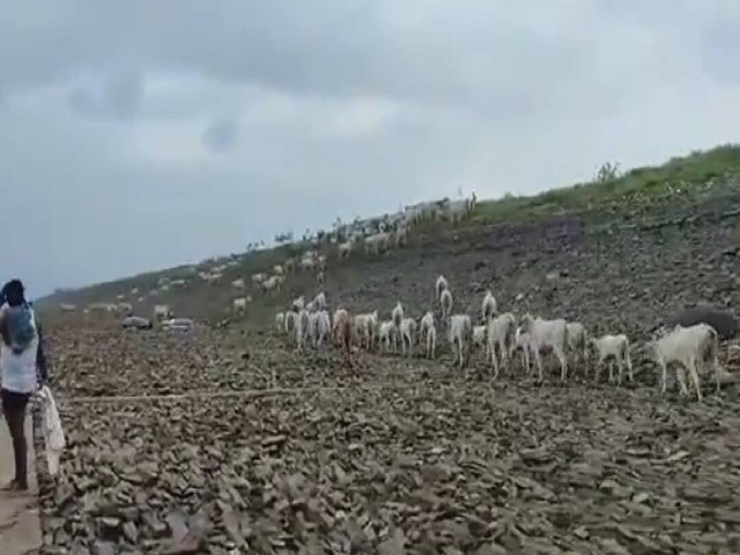 Out of Fear Cattle Jumped Into The Water At Nandyala District Andhra News: అడవి పందుల దాడితో జలాశయంలోకి దూకిన ఆవుల మంద, 50 గల్లంతు!