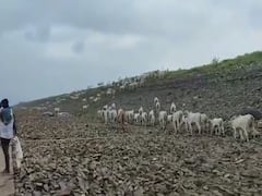 Andhra News: అడవి పందుల దాడితో జలాశయంలోకి దూకిన ఆవుల మంద, 50 గల్లంతు!