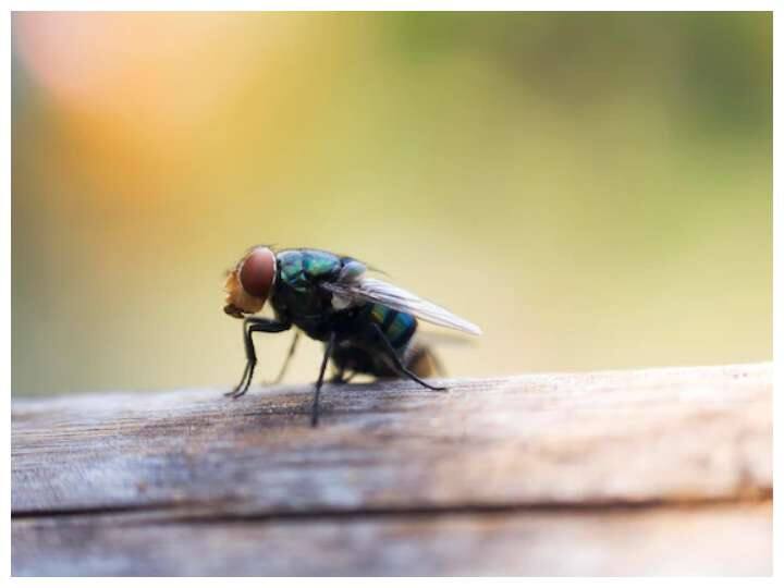 House Flies Home Remedies: मानसून में घर में भिनभिनाती मक्खियों से ऐसे पाएं छुटकारा