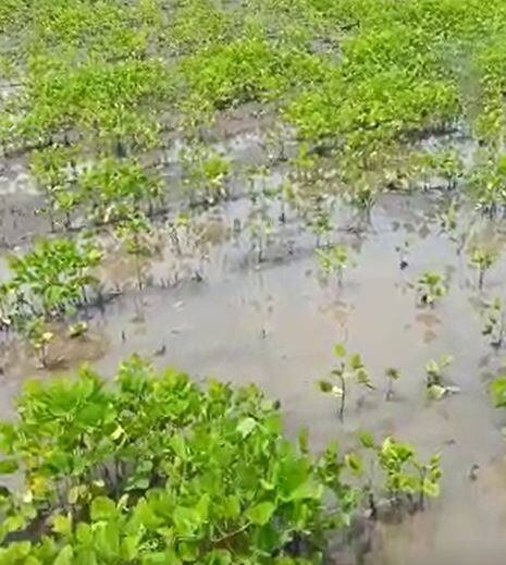 नांदेड जिल्ह्यात पुन्हा पावसाचा जोर वाढला