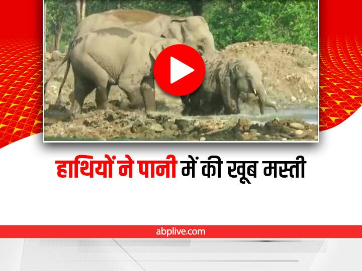 elephant family enjoying in newly constructed waterhole of Rajaji Tiger reserve posted by IFS officer video viral on social media Rajaji Tiger Reserve: नया वाटरहोल बना देख खुद को मस्ती करने से नहीं रोक पाए ये हाथी