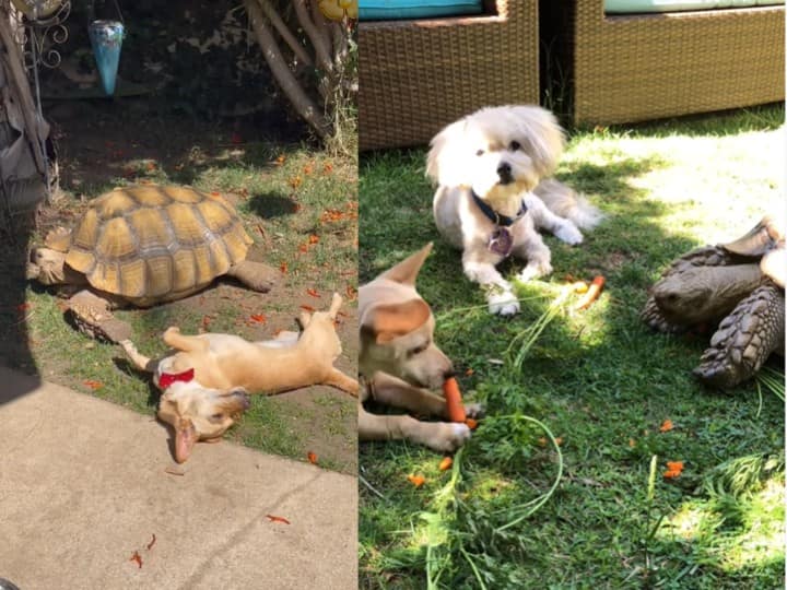 tiliy g the tortoise page goes trending in instagram Viral Tortoise : மீட்கப்பட்டது முதல் வளர்ந்து வலம் வருவது வரை.... இன்ஸ்டாகிராமில் ஹிட் அடிக்கும் ஆமை!