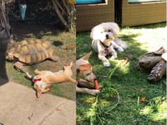 Viral Tortoise : மீட்கப்பட்டது முதல் வளர்ந்து வலம் வருவது வரை.... இன்ஸ்டாகிராமில் ஹிட் அடிக்கும் ஆமை!