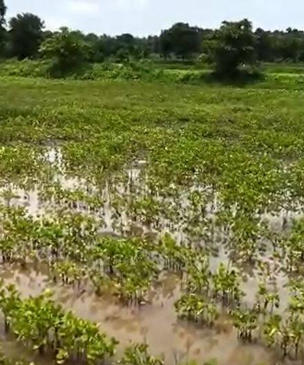 पिकांमध्ये पाणी साचल्यानं वाया जाण्याची शक्यता