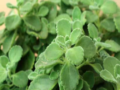 Ajwain Leaves: Culinary And Medicinal Uses Of These Flavourful Leaves! Ajwain Leaves : ஓமவல்லி என்ற கற்பூரவல்லி நன்மைகள் தெரியுமா உங்களுக்கு?
