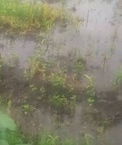 तीन दिवसानंतर नांदेड जिल्ह्यात पुन्हा पावसाचा जोर वाढला