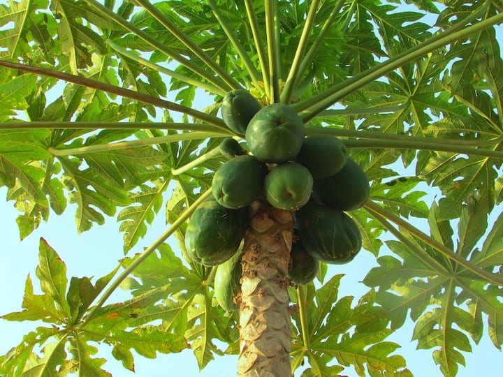রক্ত সঞ্চালন স্বাভাবিক রাখে। প্রতিদিন পাকা পেঁপের সঙ্গে মধু ও টকদই মিশিয়ে লাগালে ত্বকের উজ্জ্বলতা বৃদ্ধি পায়।