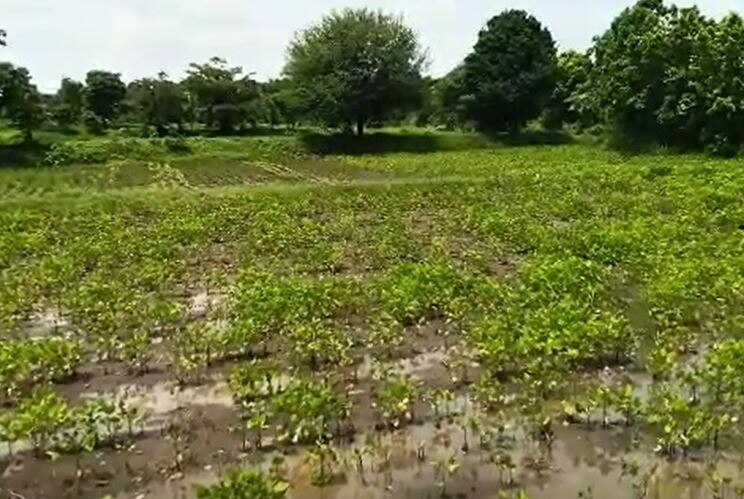 Nanded Rain : तीन दिवसानंतर नांदेड जिल्ह्यात पुन्हा पावसाचा जोर वाढला, शेतकऱ्यांपुढं पिकं वाचवण्याचं संकट