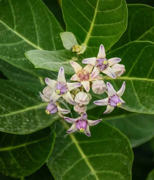 বিশেষজ্ঞরা জানাচ্ছেন, দাঁতের ব্যথায় ছটফট করছেন? পেনকিলার খেয়ে সাময়িক কমলেও একেবারে ব্যথা কমছে না? অনেকেই আবার রক্তচাপের বা হার্টের ওষুধ খাওয়ার জন্য পেনকিলার খেতে পারেন না।