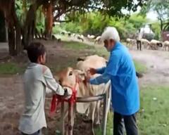 Lumpy Virus: ગુજરાતમાં પશુઓમાં હાહાકાર મચાવી રહ્યો છે આ વાયરસ, પશુપાલકોમાં ફફડાટ