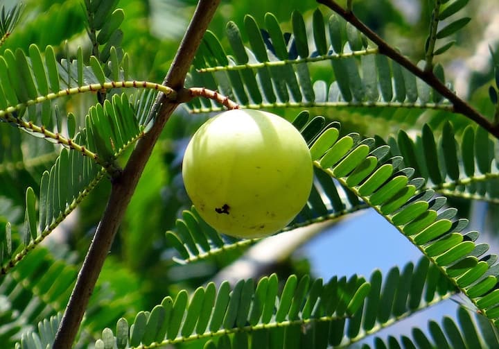 Amla For Diabetes : आवळ्याचा वापर मधुमेहाच्या रूग्णांसाठीही होतो. मधुमेहामध्ये तुम्ही आवळ्याचे थेट सेवन करू शकता, याशिवाय आवळ्याचा रस मधुमेहाच्या रुग्णांसाठीही खूप आरोग्यदायी आहे.