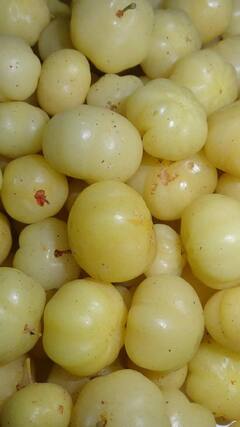 Health Tips : मधुमेहाच्या रूग्णांसाठी आवळा आहे वरदान; जाणून घ्या आश्चर्यकारक फायदे