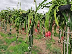 Dragon Fruit Cultivation: సీమలో డ్రాగన్ ఫ్రూట్ సాగు, లాభాల బాటలో అనంత రైతు!