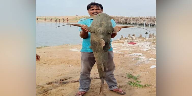 Humungous Fish Got Stuck In Net In Damodar In Bankura Bankura News: দামোদরের বুক থেকে উদ্ধার ৩০ কেজির মাছ, হইচই পাত্রসায়রে