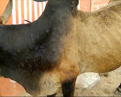 Lumpy Virus: ગુજરાતમાં પશુઓમાં હાહાકાર મચાવી રહ્યો છે આ વાયરસ, પશુપાલકોમાં ફફડાટ