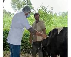 Lumpy Virus: ગુજરાતમાં પશુઓમાં હાહાકાર મચાવી રહ્યો છે આ વાયરસ, પશુપાલકોમાં ફફડાટ