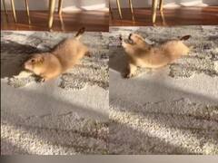 Viral Video: ਰਾਮਦੇਵ ਦੇ ਕੱਟੜ 'ਭਗਤ' ਹਨ ਜਾਨਵਰ, ਸਵੇਰੇ ਯੋਗਾ ਕਰਦੀ ਨਜ਼ਰ ਆਈ ਗਿਲਹਰੀ