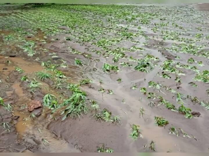 Maharashtra Farmer Loss  Loss of crops due to heavy rains  eight lakh hectares in the state Crop Loss :  राज्यात अतिवृष्टीमुळे पिकांचे नुकसान, आठ लाख हेक्टर क्षेत्रावरील शेतपिकांचे नुकसान