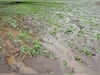 Crop Loss : राज्यात अतिवृष्टीमुळे पिकांचे नुकसान, आठ लाख हेक्टर क्षेत्रावरील शेतपिकांचे नुकसान
