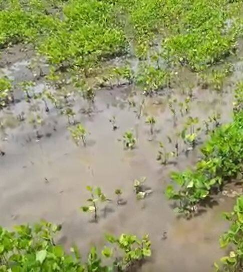 नांदेड जिल्ह्यात पुन्हा पावसाचा जोर वाढला, शेती पिकांचं नुकसान होण्याची शक्यता