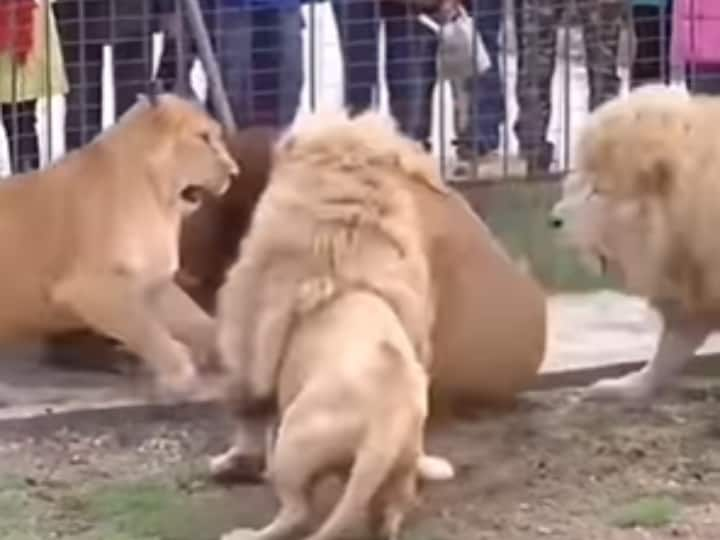 lion dangerous fight in zoo video goes viral on social media Watch: Zoo में आपस में भिड़े 5-6 खूंखार शेर, देखिए रोमांचक लड़ाई का वायरल वीडियो