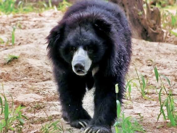 Mehsana: એક રીંછ મધરાતે કરી રહ્યું છે ધમાલ, ગ્રામજનોમાં ભારે ફફડાટ ; જુઓ વીડિયો