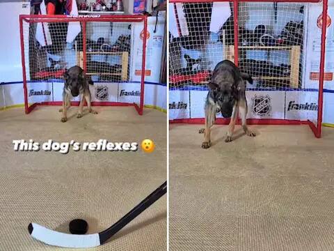 viral dog becomes goalkeeper saves goal in ice hockey viral video Watch: ਇੱਕ ਸ਼ਾਨਦਾਰ ਖਿਡਾਰੀ ਸਾਬਤ ਹੋਇਆ ਕੁੱਤਾ! ਗੋਲਕੀਪਰ ਬਣ ਕੇ ਅਨੋਖੇ ਤਰੀਕੇ ਨਾਲ ਬਚਾਇਆ ਗੋਲ, ਦੇਖੋ ਵੀਡੀਓ