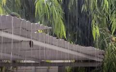 Gujarat Rains: અમરેલીમાં 5 દિવસના વિરામ બાદ ફરી શરૂ થયો વરસાદ, જાણો રાજ્યમાં આજે ક્યાં ક્યાં પડી રહ્યો છે વરસાદ